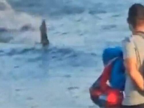 Ogromna ajkula uočena kod poznatog ljetovališta