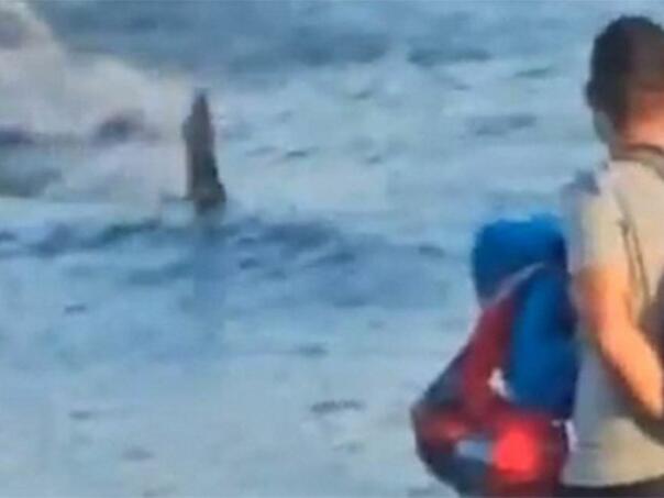 Ogromna ajkula uočena kod poznatog ljetovališta