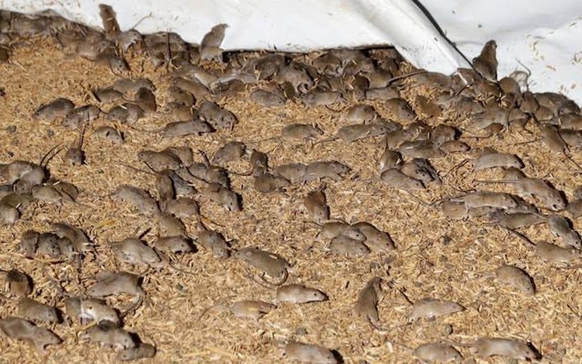 Ogromna najezda: Miševi teroriziraju farmere u Australiji