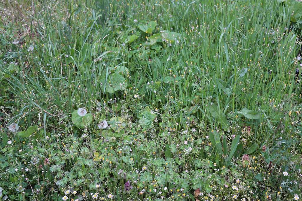 Oko 30 posto Evropljana ima neke alergijske manifestacije