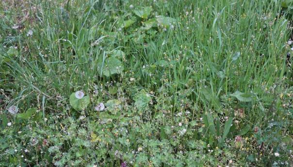 Oko 30 posto Evropljana ima neke alergijske manifestacije