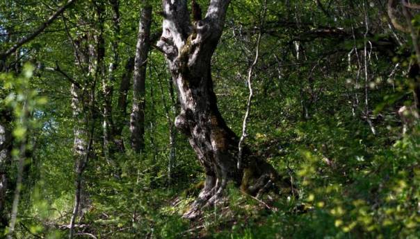 Okoliš u BiH: Definirani principi utvrđivanja nedostataka i prioriteta