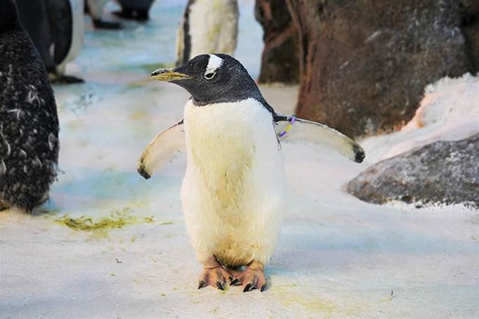 Olde srušila rekord - postala najstariji pingvin u zatočeništvu