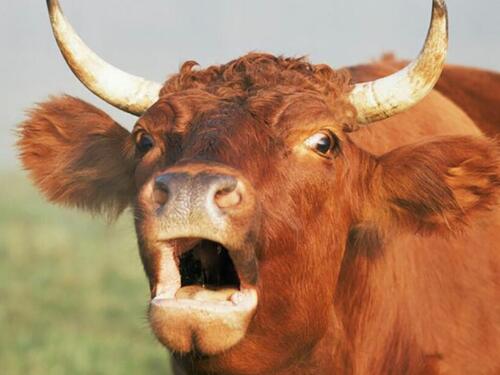 Opasan bik luta Gračacom: Traži parikrana vozila i ulazi u dvorišta