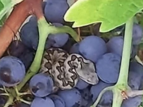 Opasan susret u BiH: Brao grožđe pa naletio na poskoka