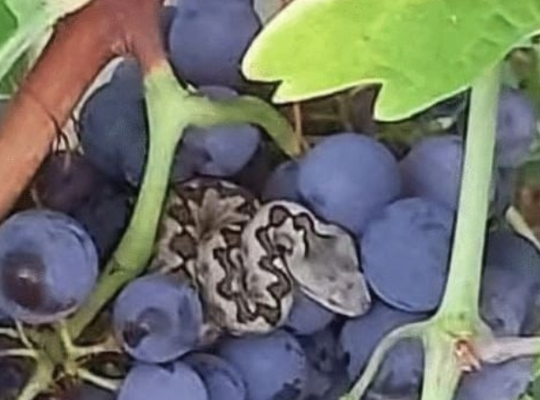 Opasan susret u BiH: Brao grožđe pa naletio na poskoka