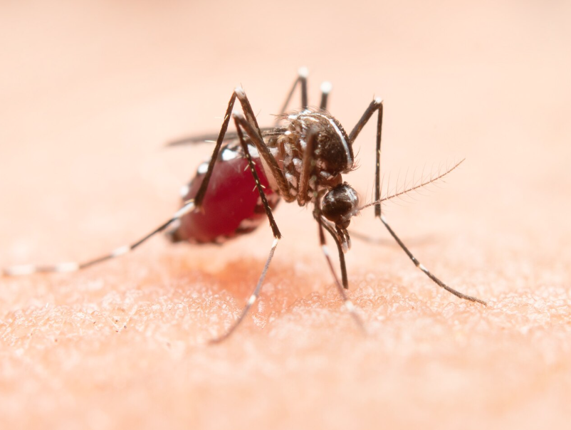 Opasan virus se širi Evropom, zabilježeni prvi slučajevi lokalnog prenosa