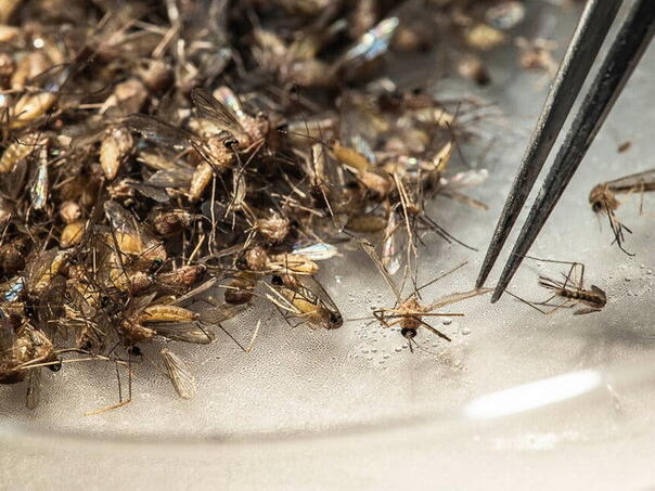 Opasan virus se širi svijetom: Ljekari strahuju