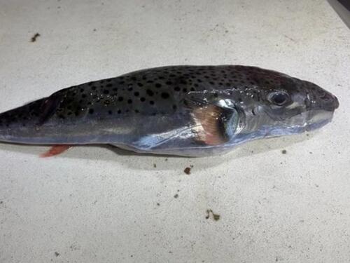 Opasna riba ulovljena u Jadranu: Može biti smrtonosna