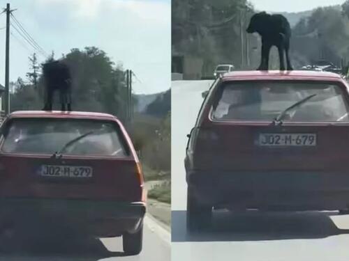 Opasni postupci: Vožnja psa na krovu auta izazvala brojne reakcije