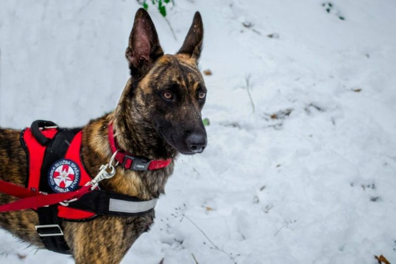 Općina Nikišić nabavila pogrešnog psa, umjesto za potrage nabavili psa za lavine