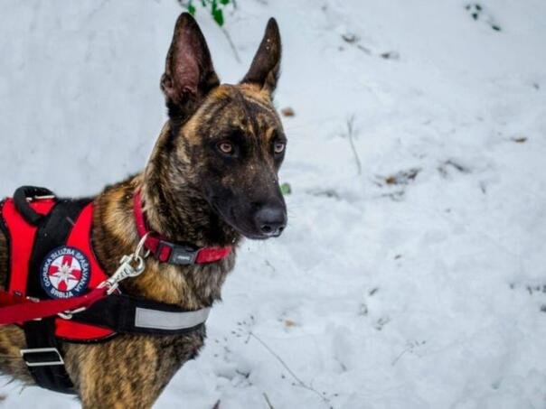Općina Nikišić nabavila pogrešnog psa, umjesto za potrage nabavili psa za lavine