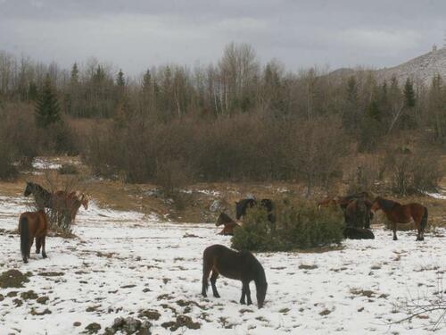 Oprez na putu Livno - Šuica: Divlji konji na cesti