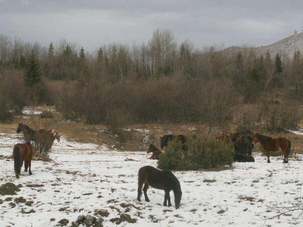 Oprez na putu Livno - Šuica: Divlji konji na cesti