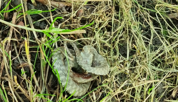 Oprez: Zmija na Vilsonovom šetalištu u Sarajevu