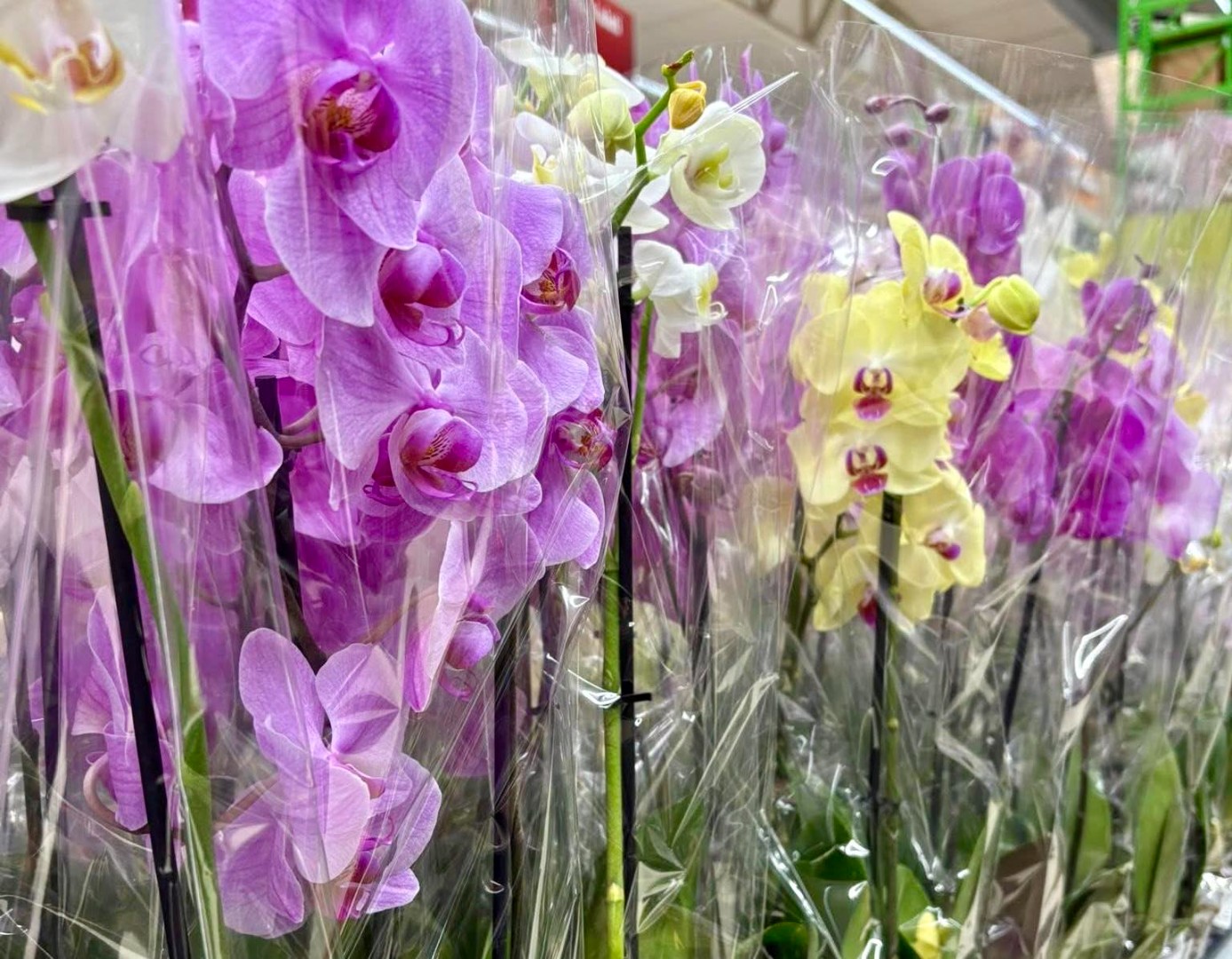 Orhideje kao ukras doma: Kako da uvijek budu u cvatu