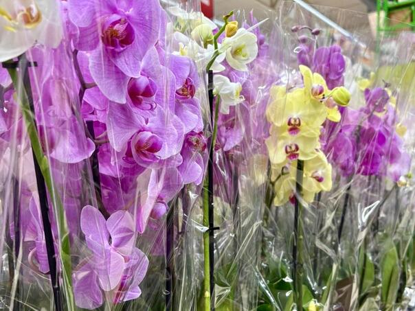 Orhideje kao ukras doma: Kako da uvijek budu u cvatu