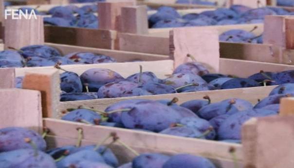 Osam hiljada tona šljive iz TK izvezeno na tržište EU