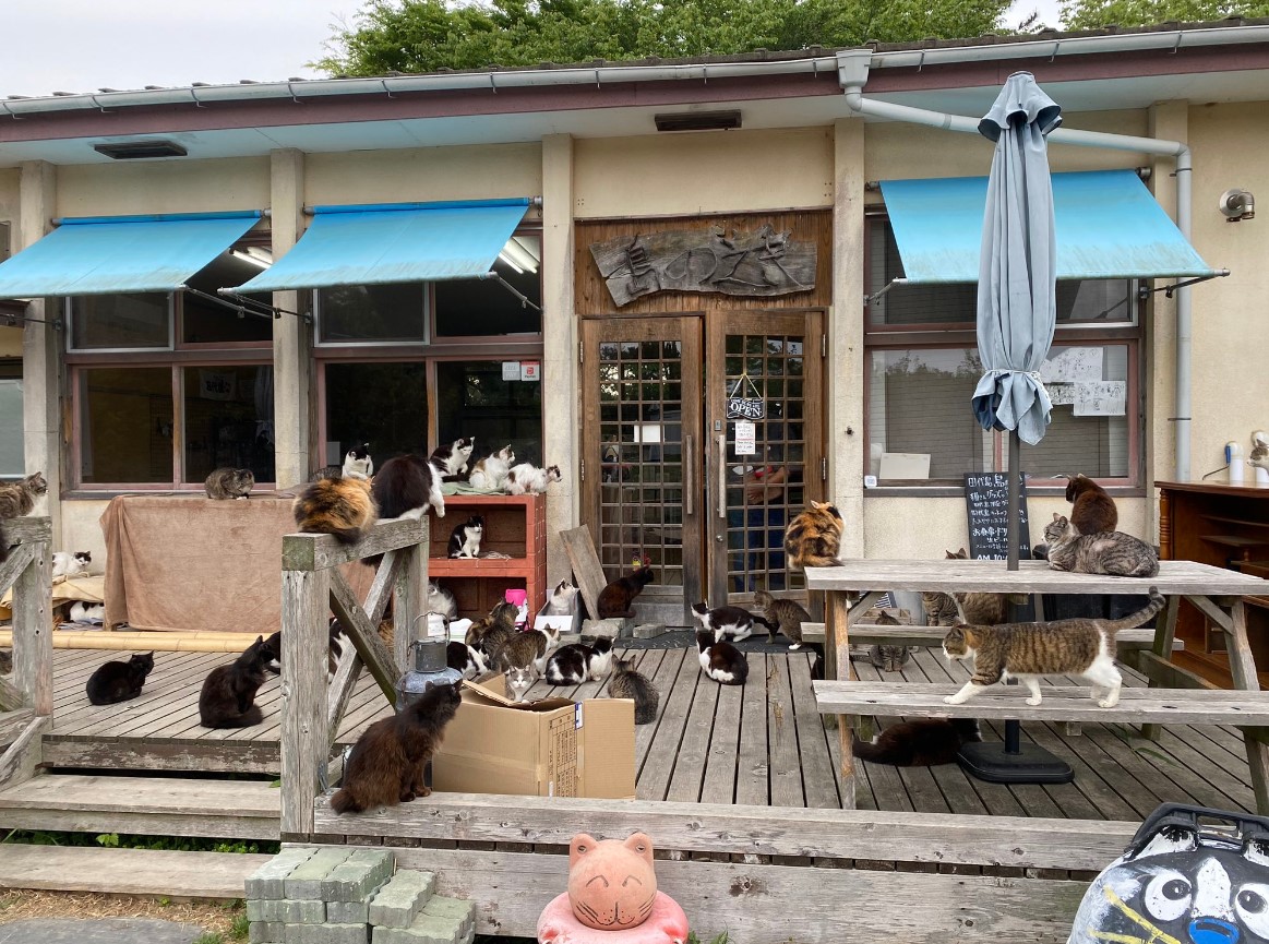 Ostrvo gdje mačke vladaju, donose sreću i ima ih više od ljudi