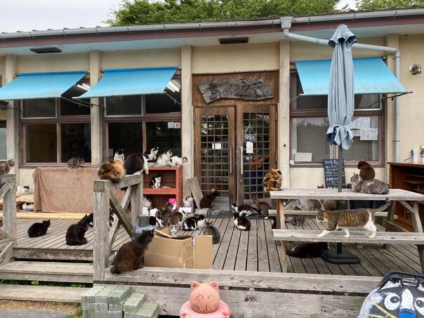 Ostrvo gdje mačke vladaju, donose sreću i ima ih više od ljudi