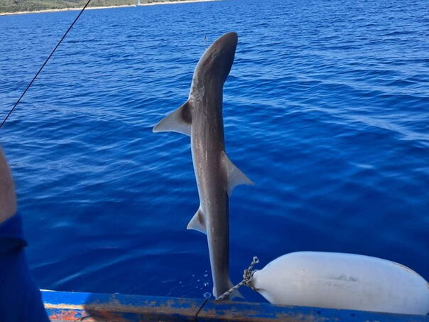 Otac i kćerka lovili ribu kod Hvara, nisu očekivali da će im zagristi morski pas