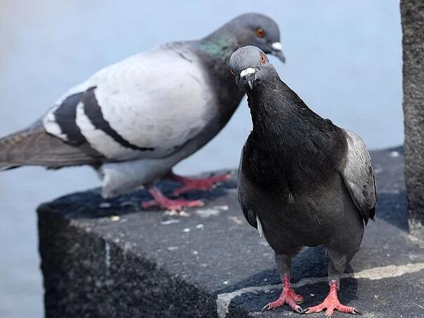 Otjerajte golubove sa balkona uz ovaj predmet, svi ga imamo kod kuće
