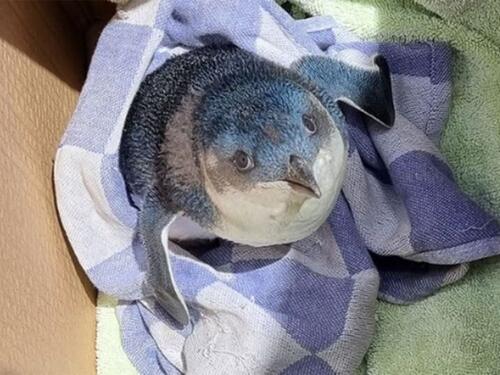 Otkazan let nakon što je na pistu uletio pingvin, radnici ga jedva ulovili