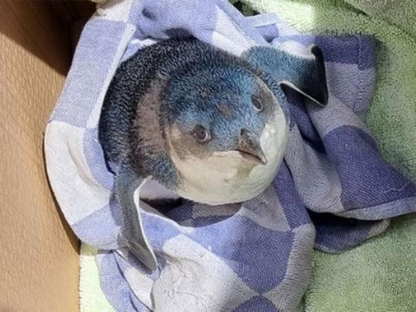 Otkazan let nakon što je na pistu uletio pingvin, radnici ga jedva ulovili