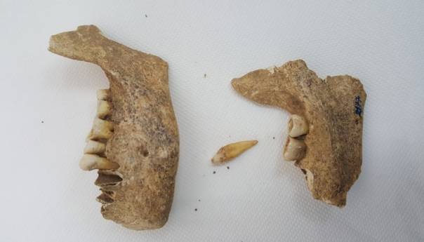 Otkriće bh. naučnika - Genetički dokazi daju novu sliku o prahistoriji