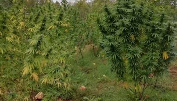 Otkrivena još jedna plantaža indijske konoplje kod Čapljine