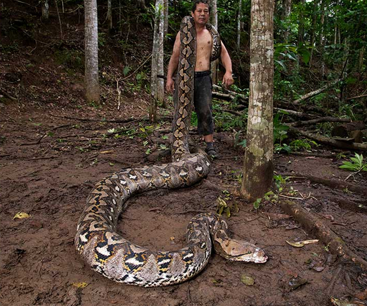 Otkrivena najduža zmija ikad izmjerena u divljini