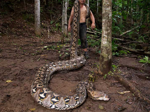 Otkrivena najduža zmija ikad izmjerena u divljini