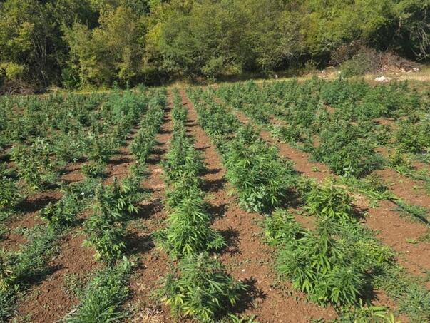Otkrivena najveća plantaža marihuane u Crnoj Gori: Zaplijenjeno 13.000 sadnica