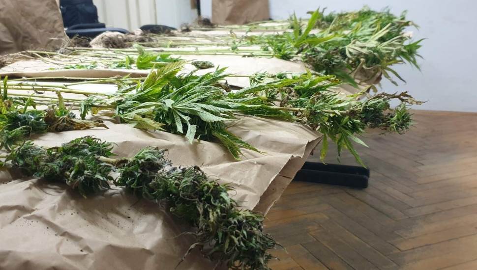 Otkrivena plantaža marihuane i oružje u Nevesinju