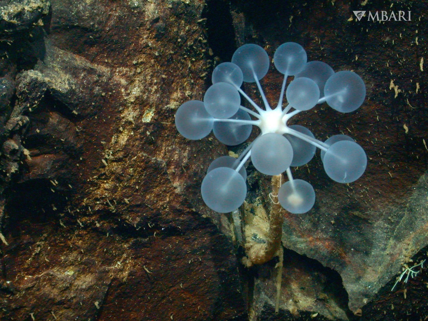 Otkriveno desetine novih vrsta na morskom dnu