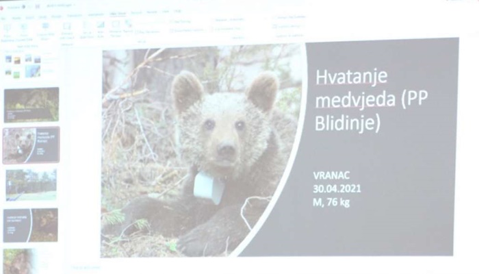Otkriveno dosta zanimljivih podataka o medvjedima i pticama