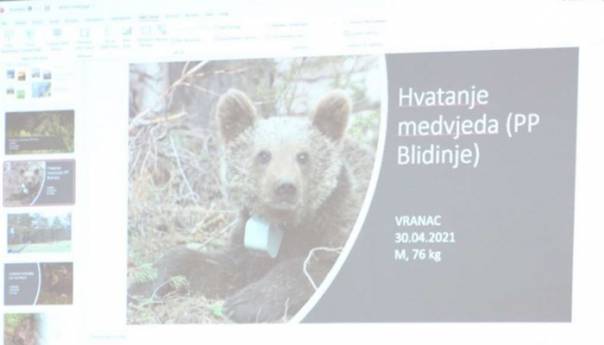 Otkriveno dosta zanimljivih podataka o medvjedima i pticama