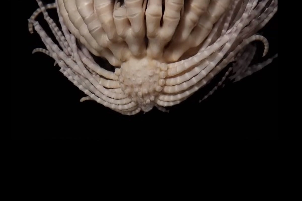 Otkriveno morsko čudovište sa 20 ruku