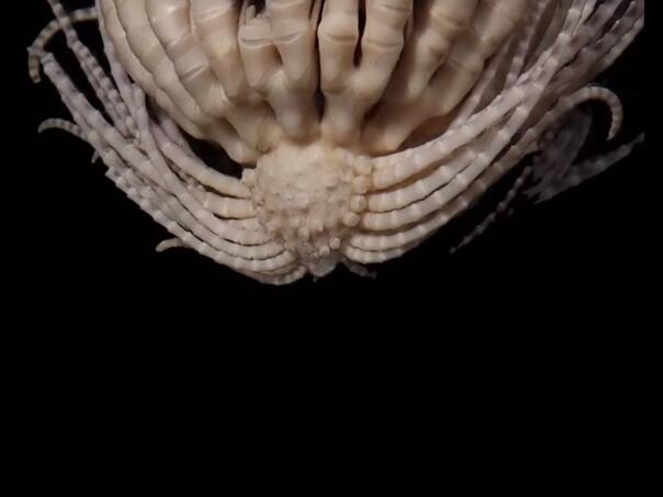 Otkriveno morsko čudovište sa 20 ruku