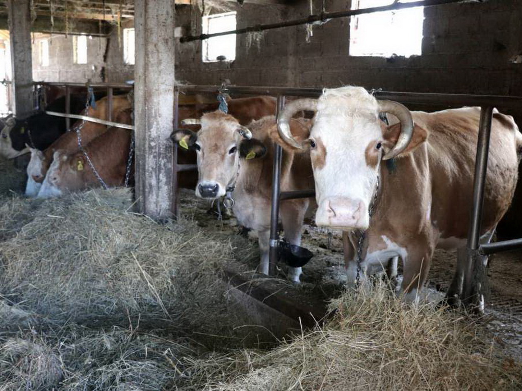 Otkup mlijeka u RS smanjen za osam posto, zatvoreno 20 malih farmi, kasne premije iz budžeta