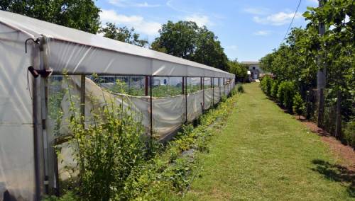 Otkupne cijene poljoprivrednih proizvoda stagniraju godinama