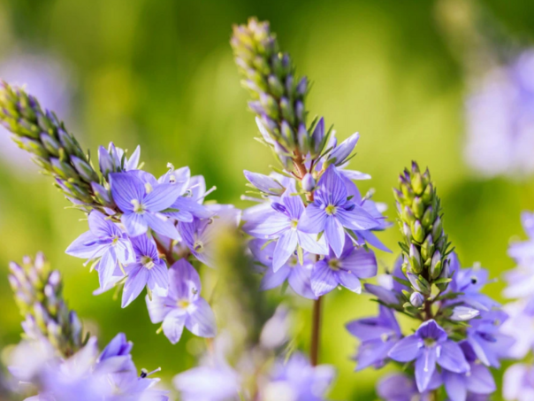 Ova biljka čisti pluća, krvne sudove, a cvjeta ovih dana