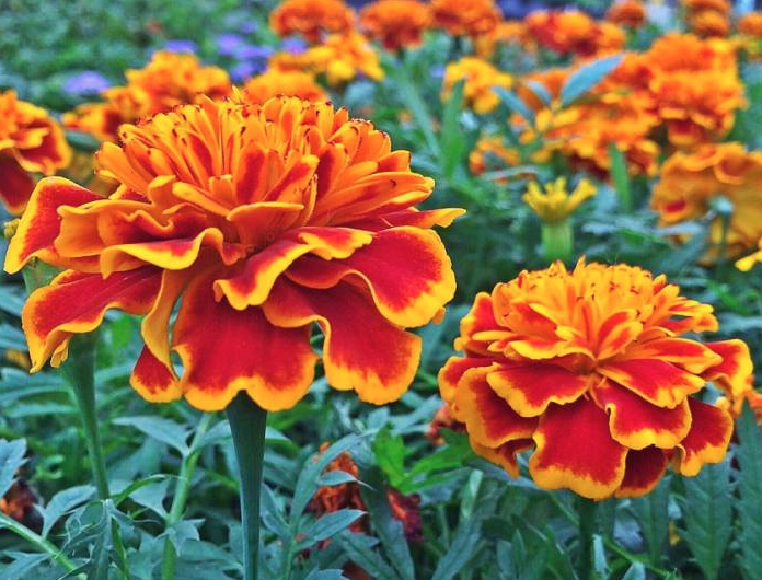 Ova biljka je prirodni insekticid: Posadite je i otjerajte štetočine iz vrta