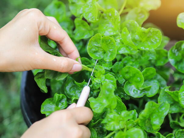 Ova samonikla biljka proglašena je najzdravijom na svijetu