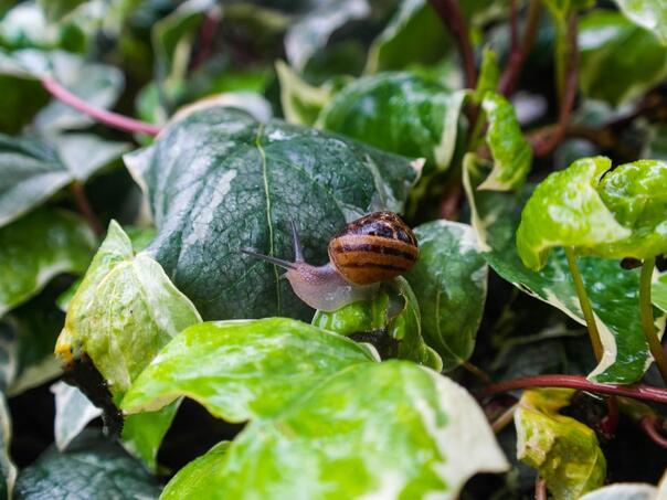 Ovaj metod može otjerati puževe iz vašeg vrta
