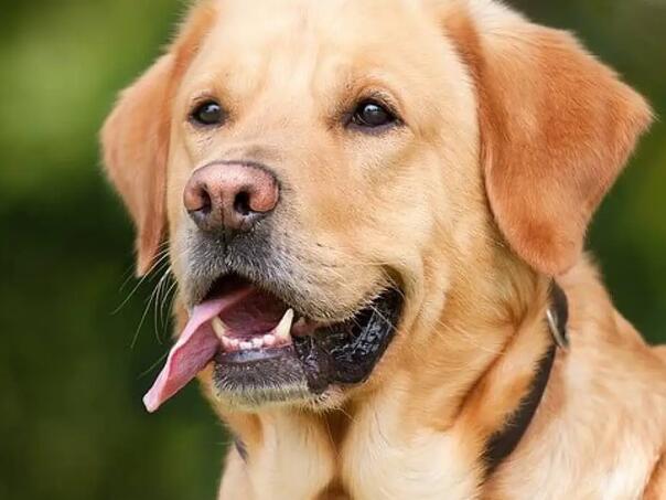 Ovaj pas najviše uživa u vožnji automobilom