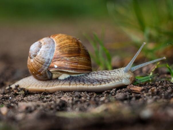Ovaj prirodni sprej tjera puževe iz vrta: Sastojke imate kod kuće