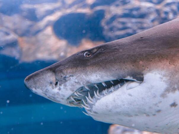 Ovako izgleda kada vas pojede ajkula