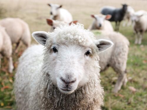 Ovce pojele plastenik kanabisa i počele se 'čudno ponašati'