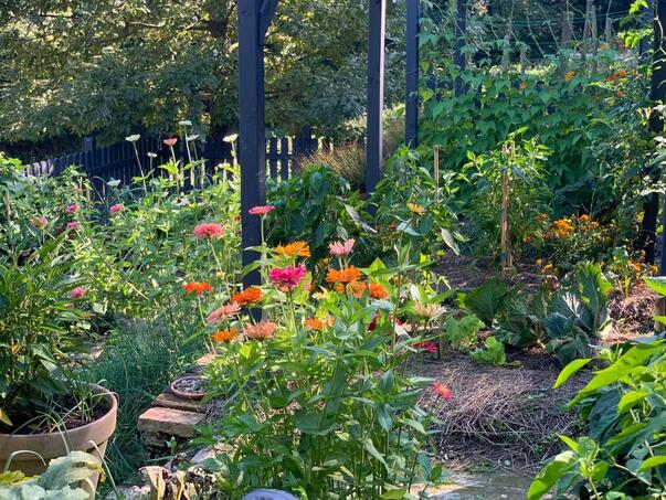 Ove biljke se mogu posaditi u septembru, a da ih oberete u oktobru i novembru